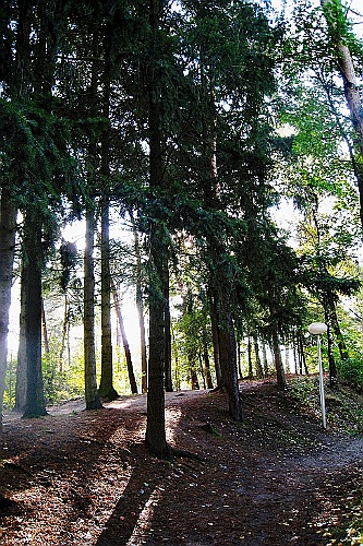 Vennenbos (31)